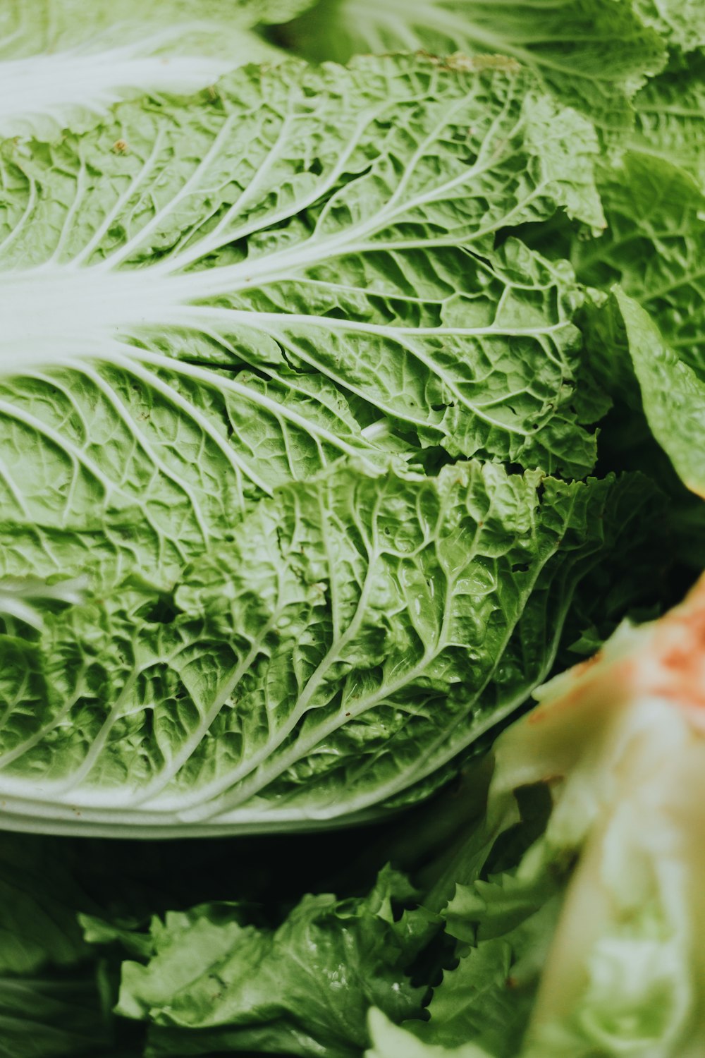 Verdura verde sobre plato de cerámica blanca