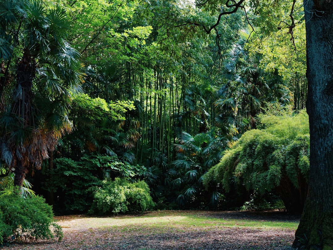 Forest photo spot The Bamboo Cevennes France