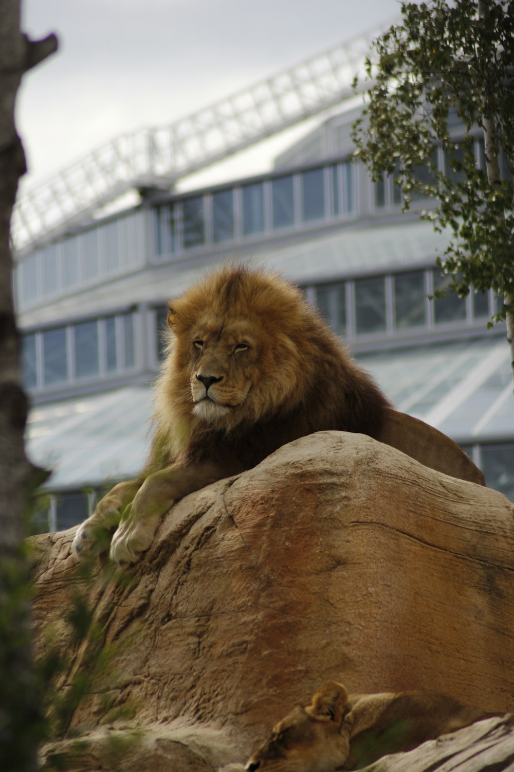 brown lion on brown tree trunk during daytime