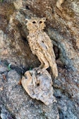 A detailed carving of an owl made from intertwining pieces of wood is perched elegantly against a textured tree trunk. The intricate craftsmanship captures the natural curves and details of an owl, blending seamlessly with the surrounding tree bark.