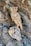 A detailed carving of an owl made from intertwining pieces of wood is perched elegantly against a textured tree trunk. The intricate craftsmanship captures the natural curves and details of an owl, blending seamlessly with the surrounding tree bark.