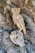 A detailed carving of an owl made from intertwining pieces of wood is perched elegantly against a textured tree trunk. The intricate craftsmanship captures the natural curves and details of an owl, blending seamlessly with the surrounding tree bark.