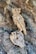 A detailed carving of an owl made from intertwining pieces of wood is perched elegantly against a textured tree trunk. The intricate craftsmanship captures the natural curves and details of an owl, blending seamlessly with the surrounding tree bark.