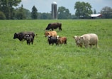 A group of calves grazing in a lush green pasture.