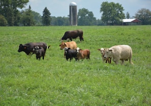 A group of calves grazing in a lush green pasture.