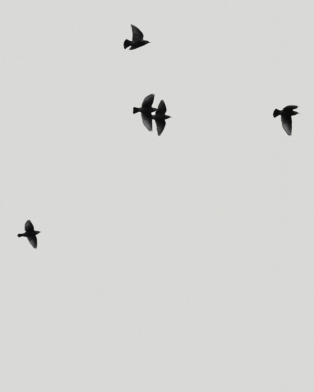 昼間の青空の下を飛ぶ鳥の群れのローアングル写真