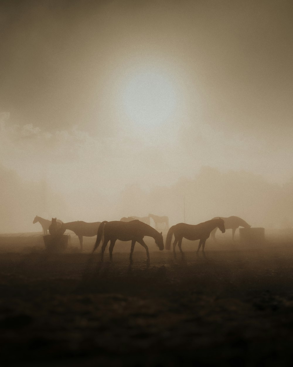 Silueta de caballos en el campo durante la puesta del sol