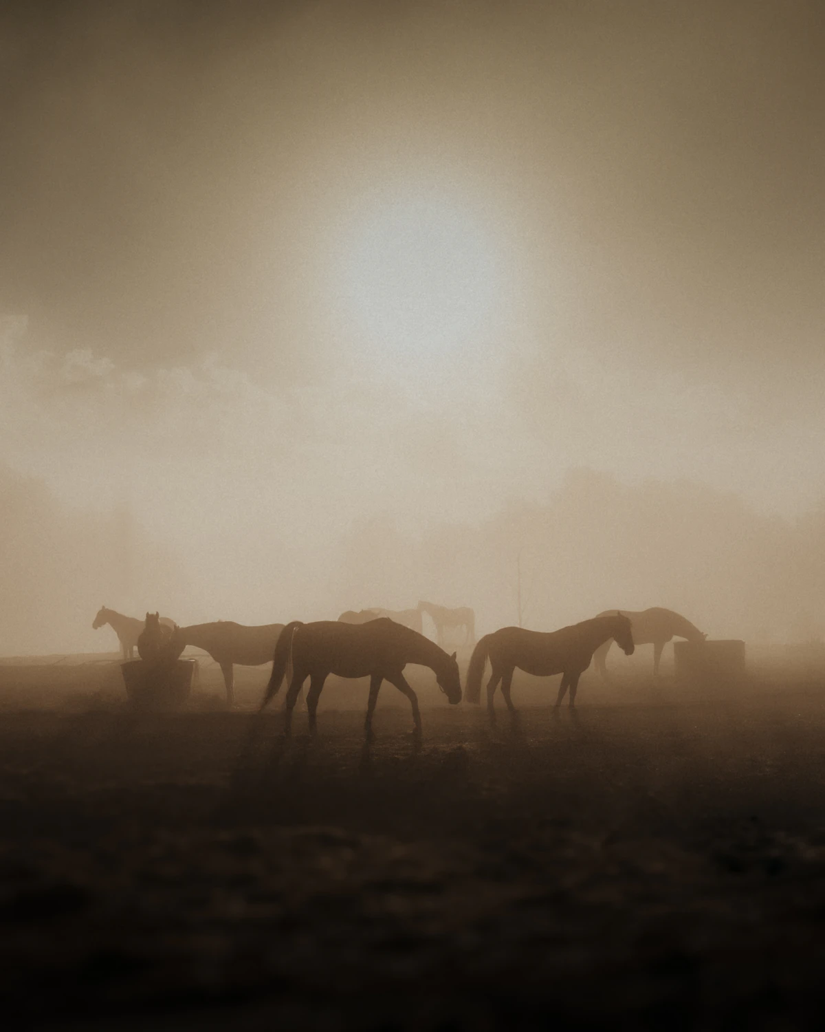 Manada al amanecer