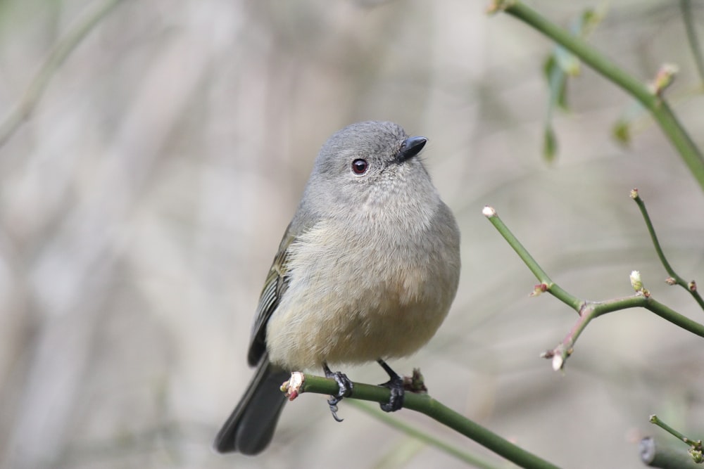 gray and white bird on green plant
