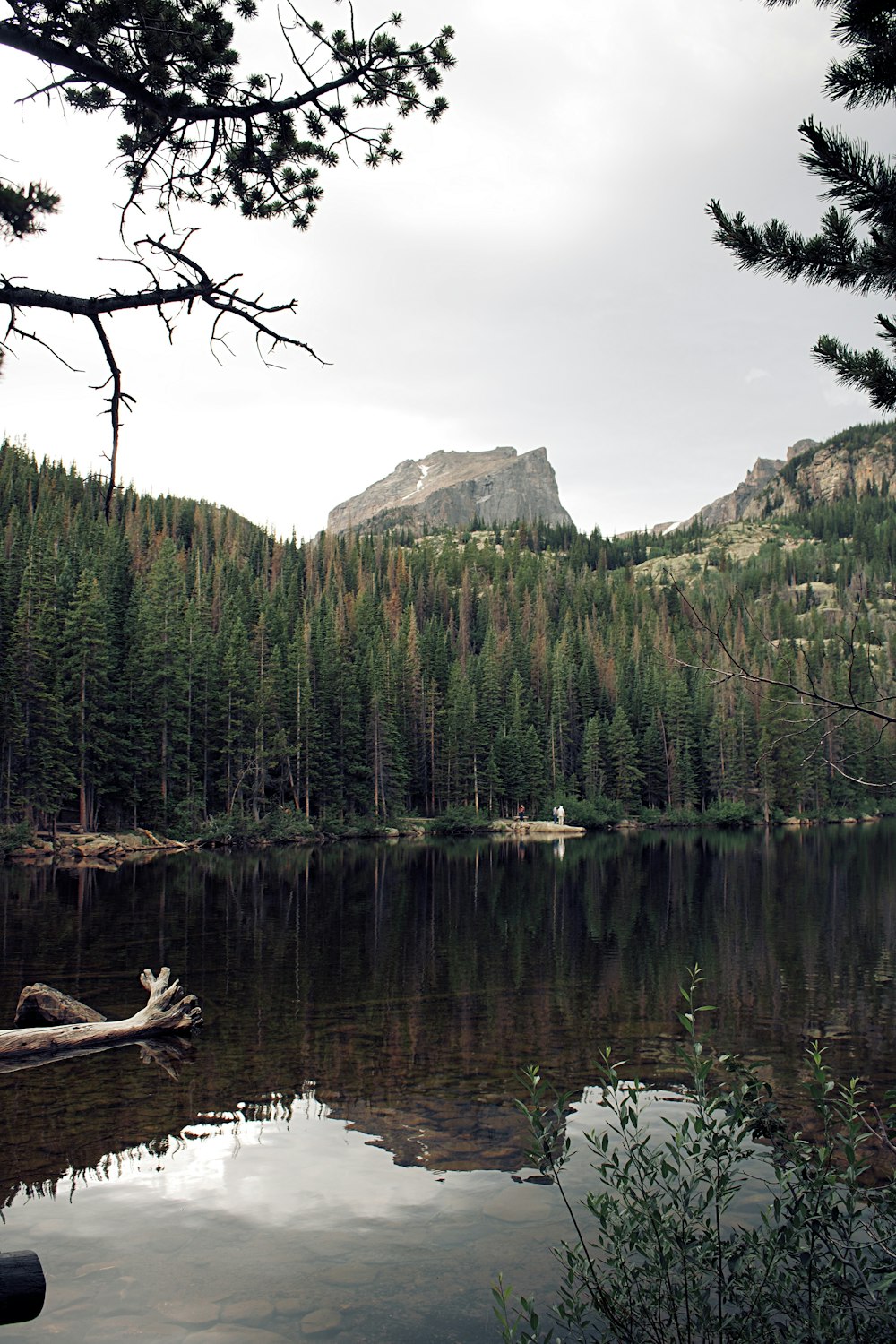 green trees near lake during daytime