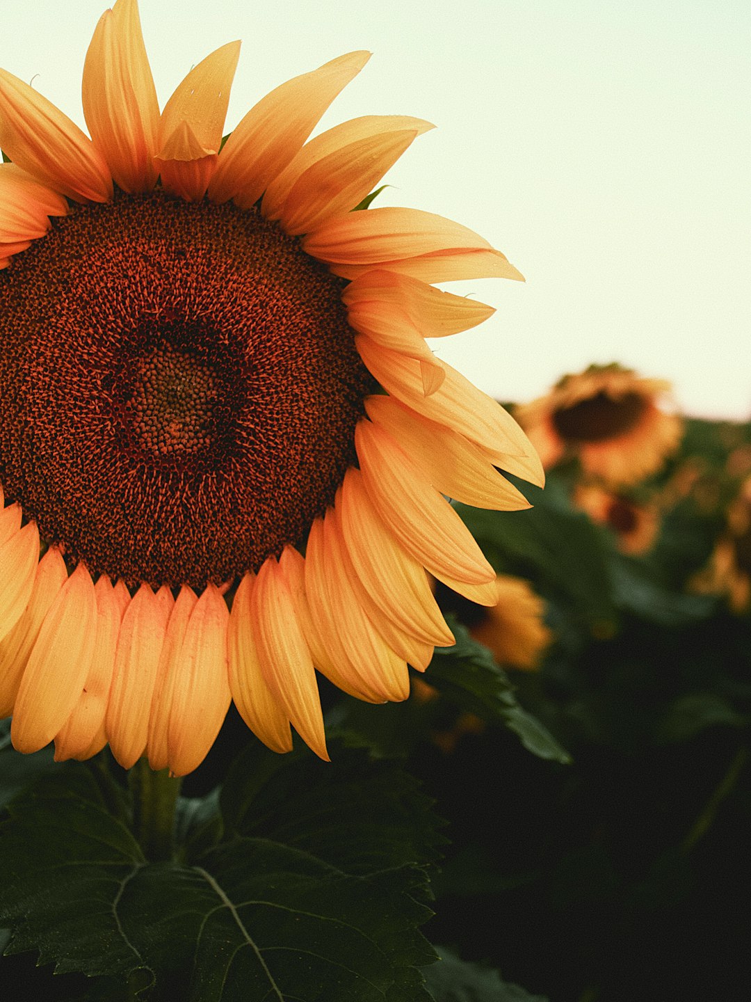 yellow sunflower in close up photography