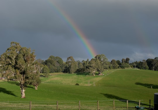 green grass field with rainbow in Mirboo North VIC Australia