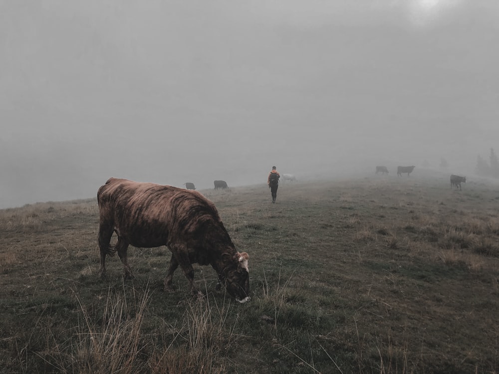 brown cow on green grass field during daytime