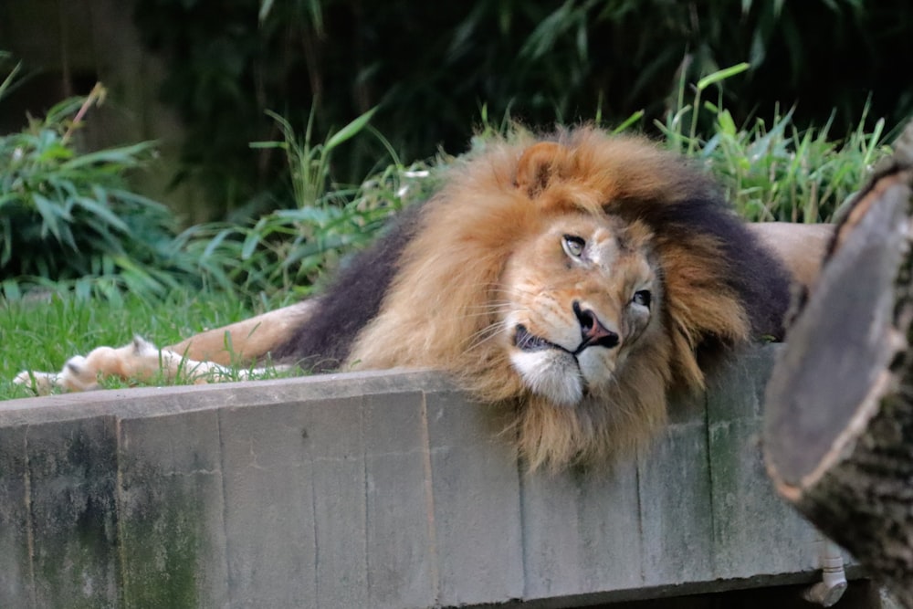 lion lying on grey concrete fence during daytime