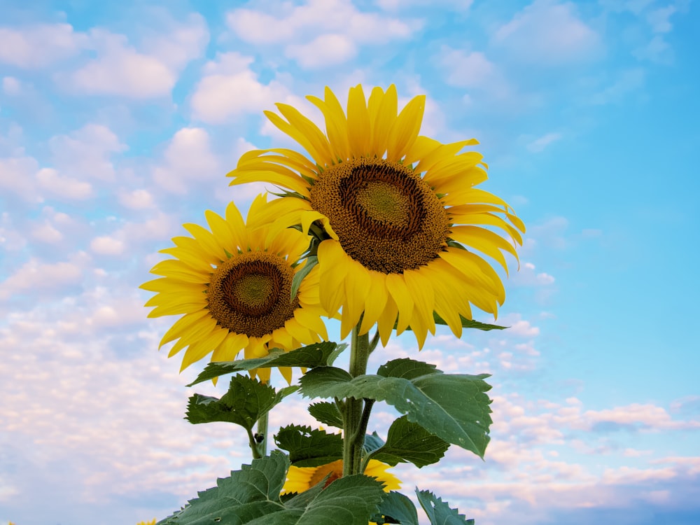 sunflower under blue sky during daytime