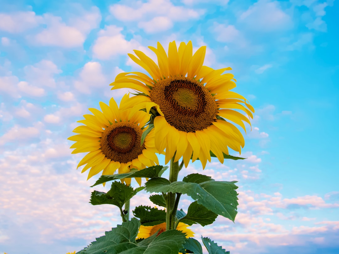 sunflower under blue sky during daytime