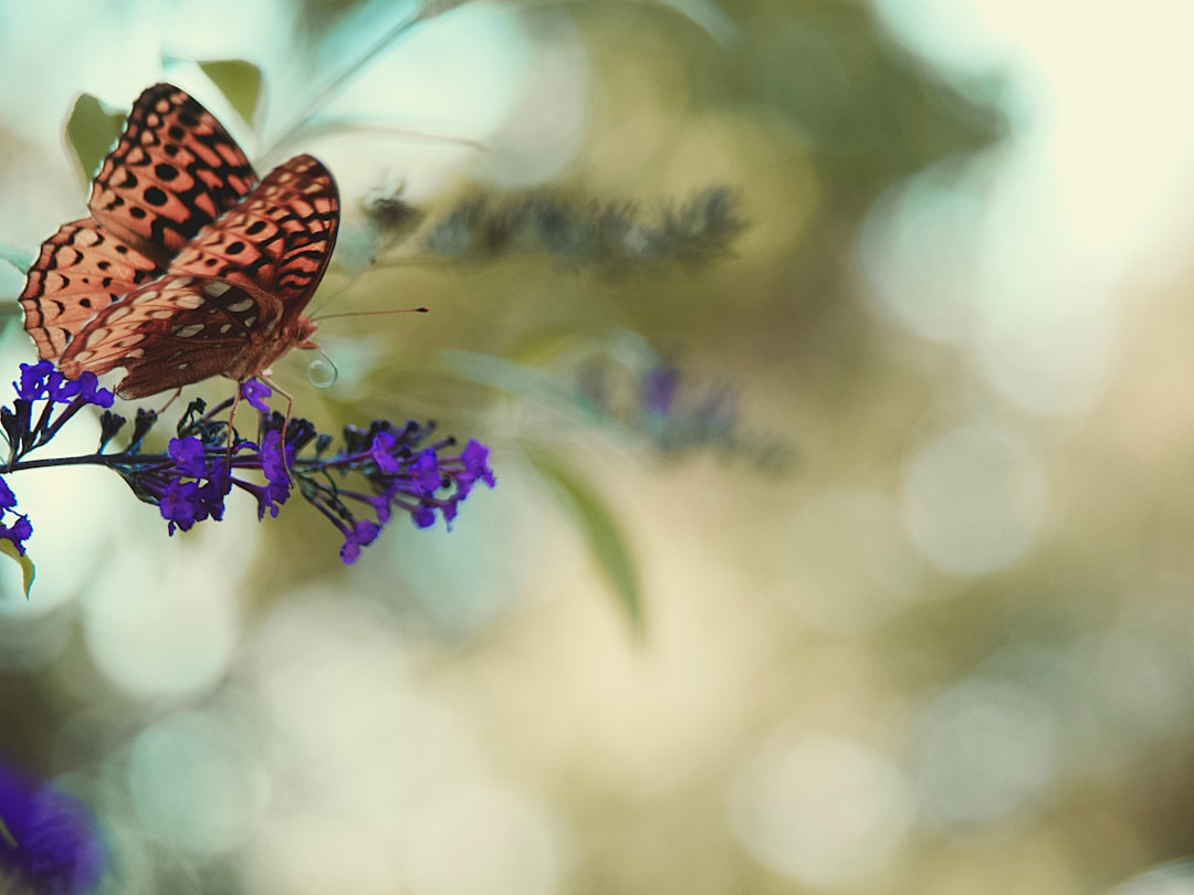 brown and black butterfly perched on purple flower in close up photography during daytime