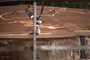 Two pigeons are on top of a large, rusted metal surface with graffiti-like markings. One pigeon is standing while the other is in mid-flight with its wings spread. The foreground is slightly obstructed by a blurred horizontal bar.
