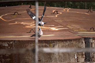 Two pigeons are on top of a large, rusted metal surface with graffiti-like markings. One pigeon is standing while the other is in mid-flight with its wings spread. The foreground is slightly obstructed by a blurred horizontal bar.