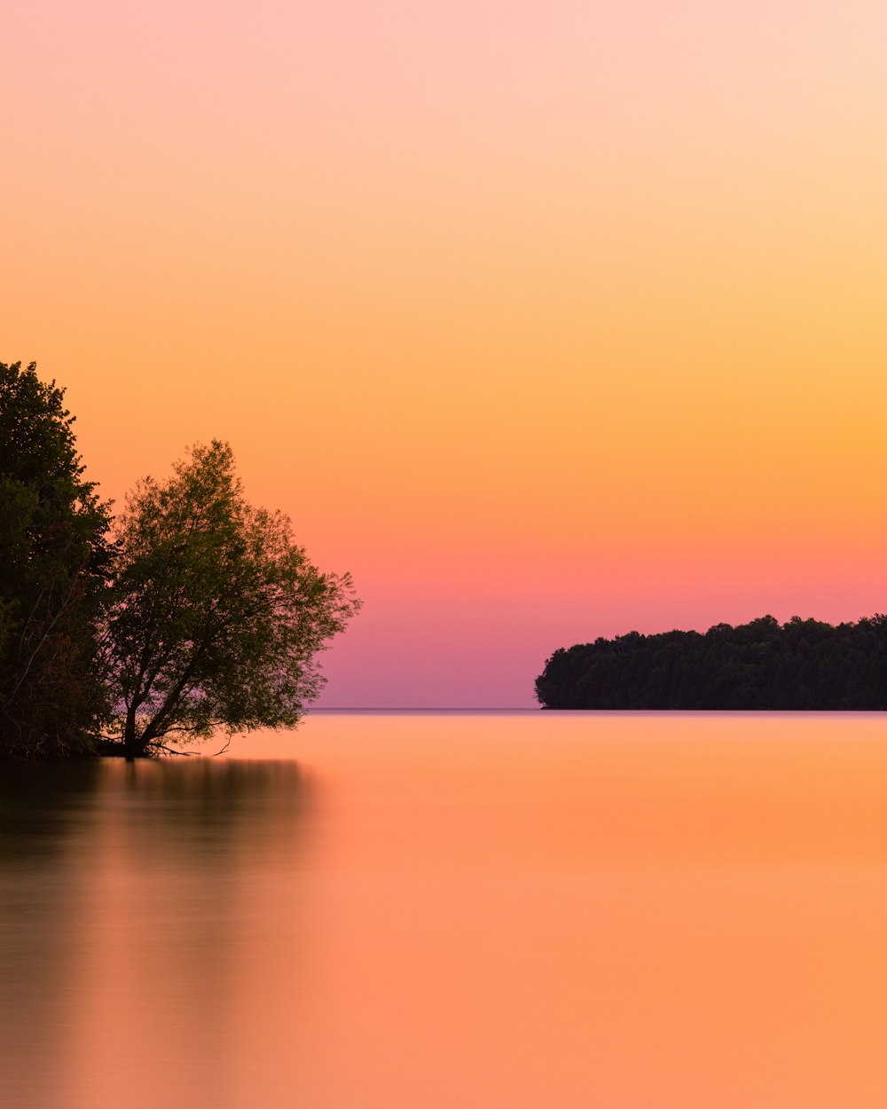 green tree near body of water during sunset