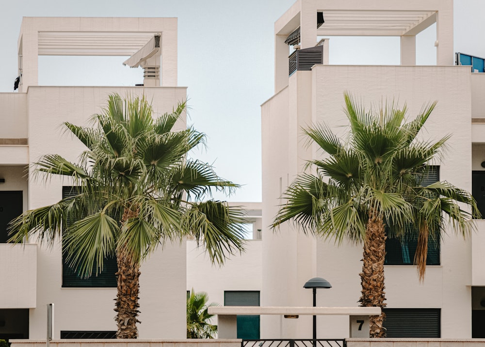palm tree near white concrete building