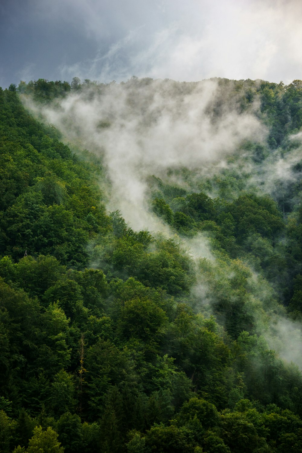 green trees on mountain during daytime