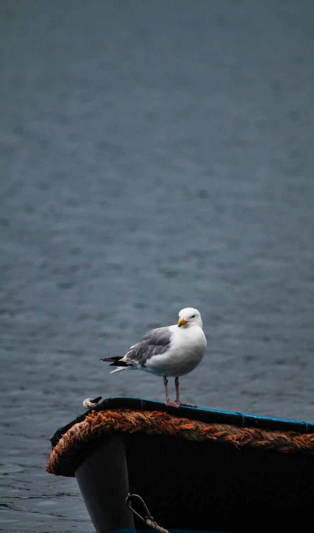 white and gray bird on blue metal bar