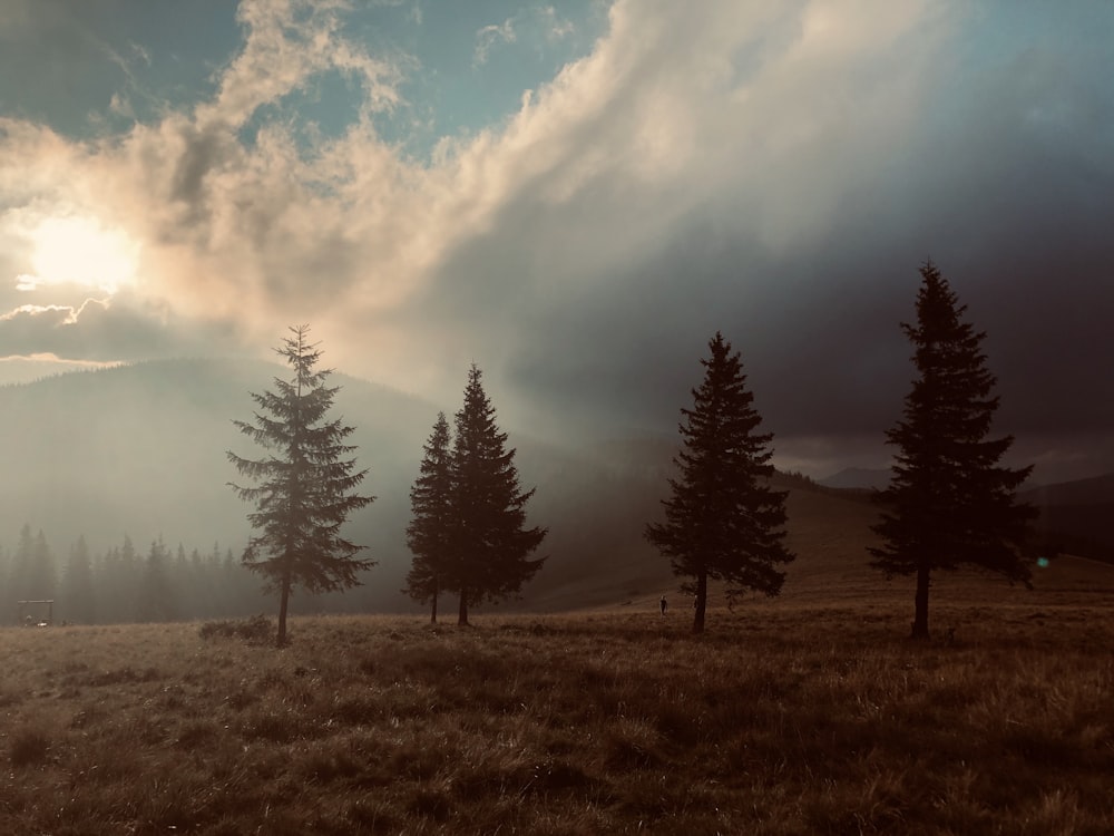 green trees under white clouds and blue sky during daytime