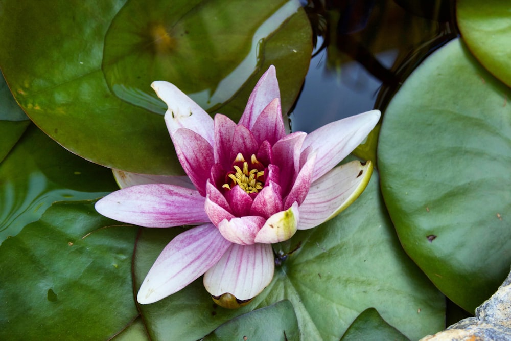 pink lotus flower on water