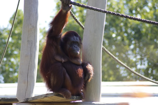 brown monkey hanging on rope during daytime in Zoo de Beauval France