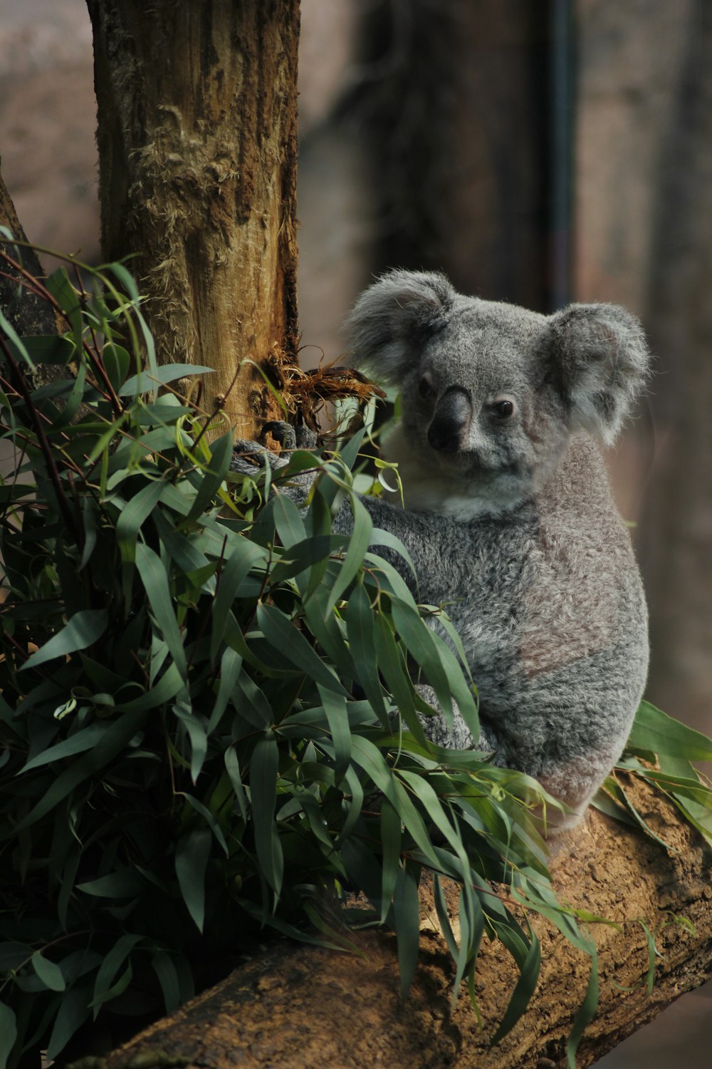 koala bear on tree branch