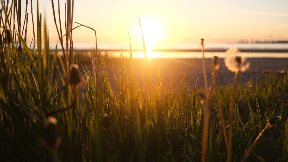 green grass field during sunset