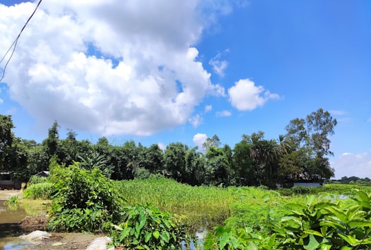 green trees under blue sky and white clouds during daytime in Tangail Bangladesh