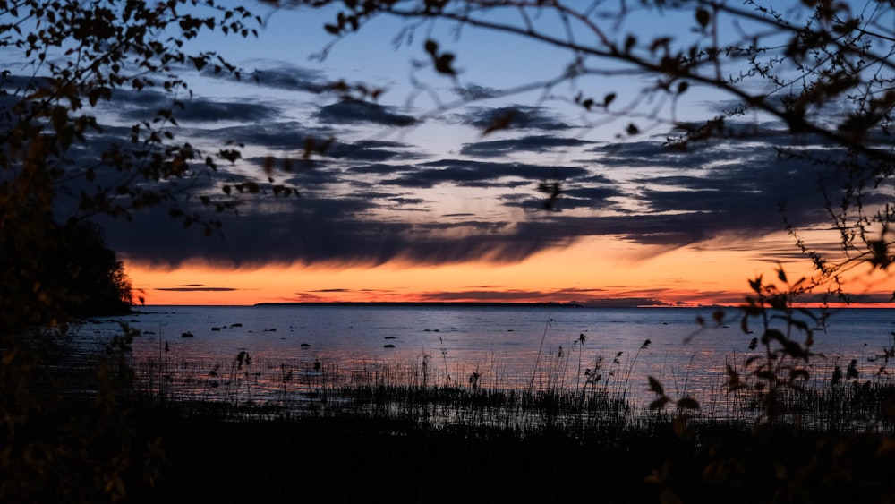 silhouette of grass near body of water during sunset