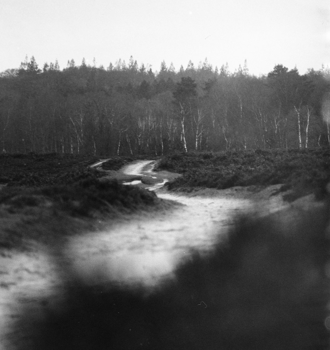 grayscale photo of river in forest