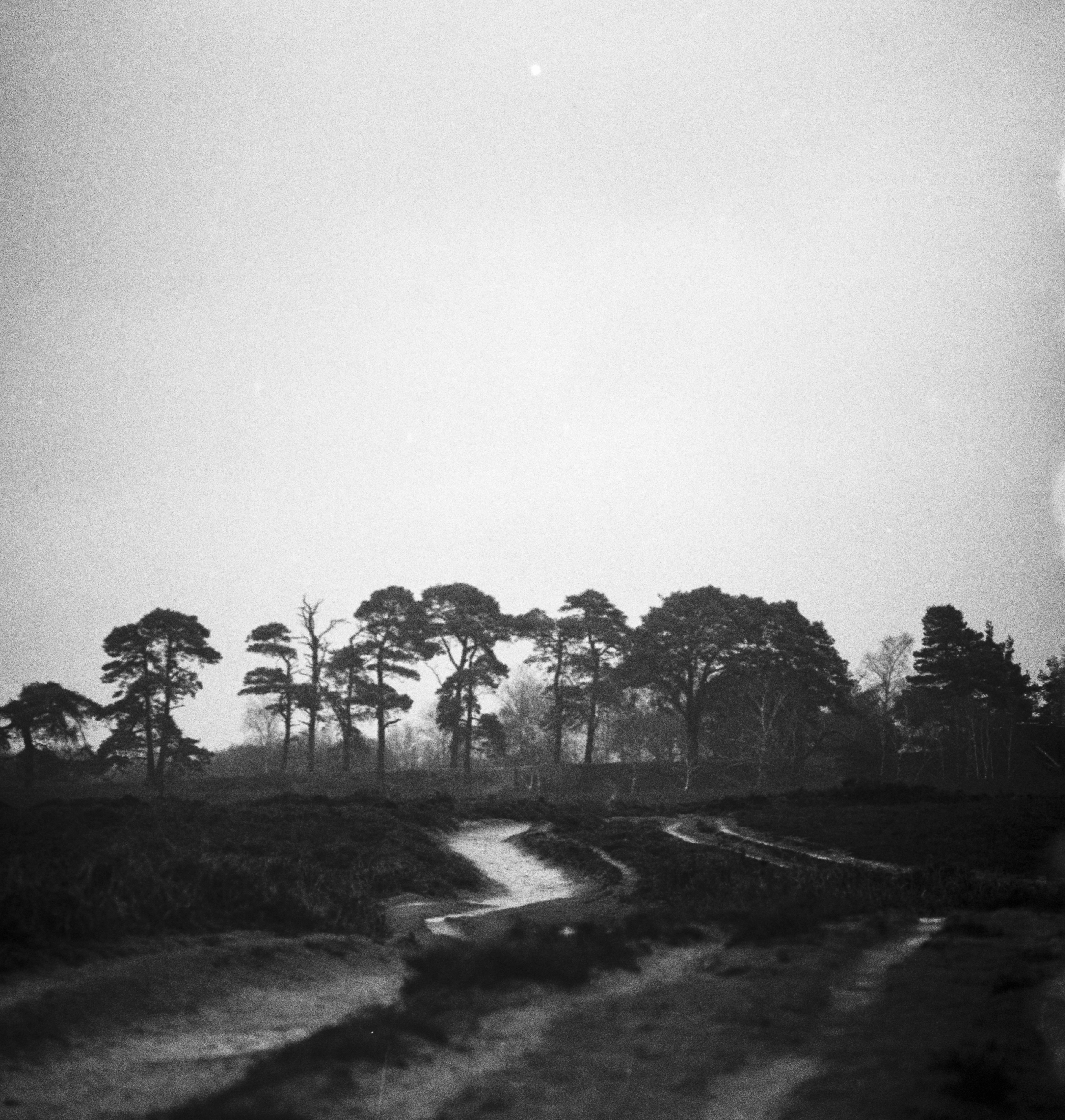 grayscale photo of trees and grass field