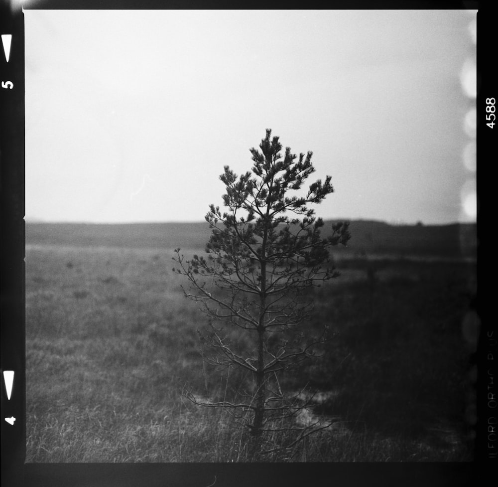Foto en escala de grises de un árbol en un campo de hierba