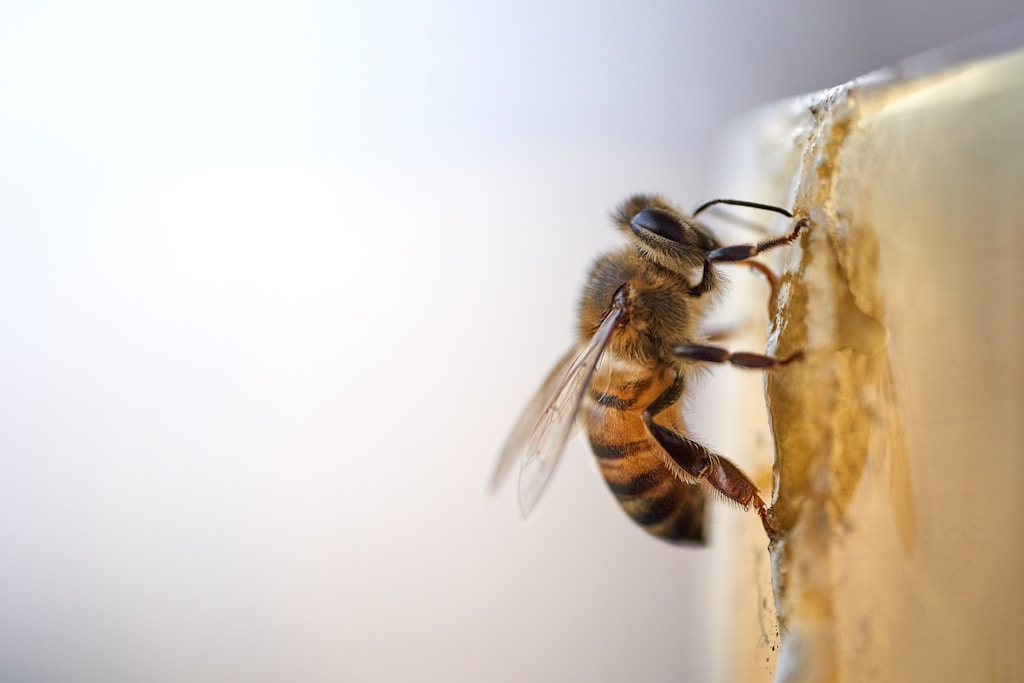 Miel de melibio sin abejas