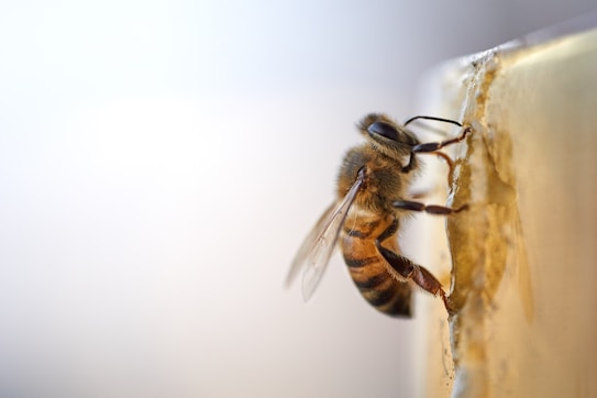 A close-up image of a bee meticulously collecting resin from a wooden surface, highlighting its textured body and translucent wings. The background is softly blurred, emphasizing the small creature.