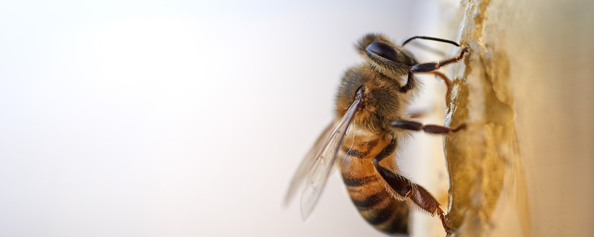 black and yellow bee on white surface