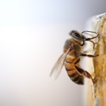 black and yellow bee on white surface