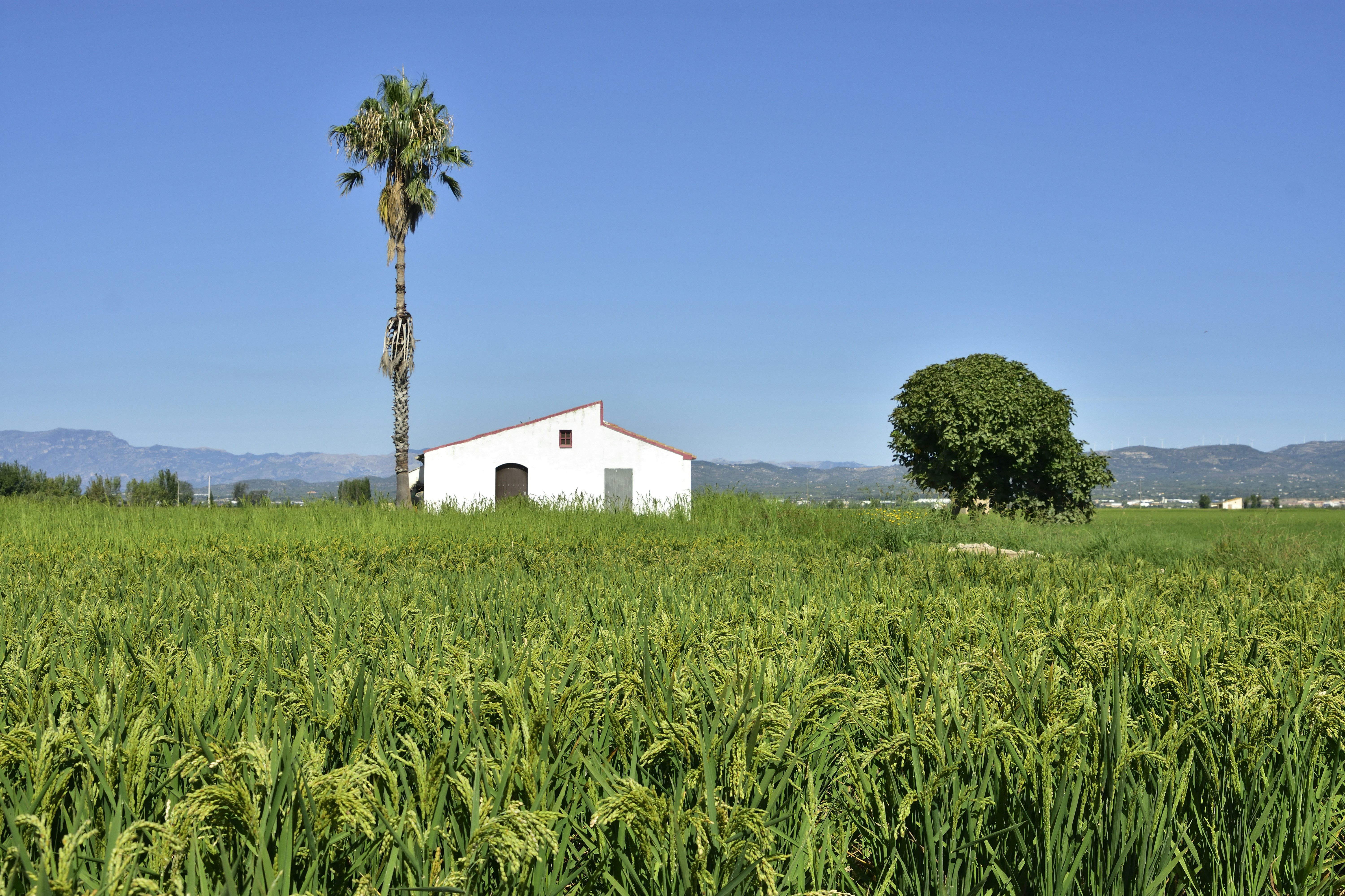 Arròs negre – squid ink rice