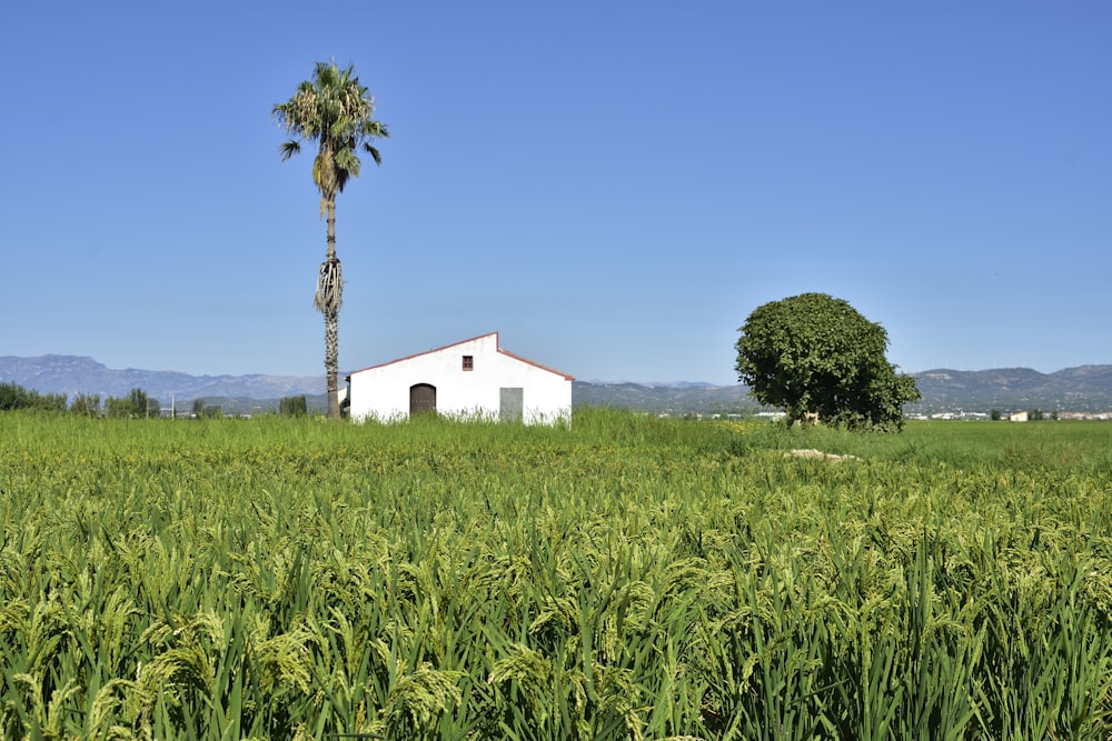 Champ d’herbe verte près de la maison blanche sous le ciel bleu pendant la journée