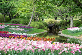 purple flowers near green trees and river during daytime