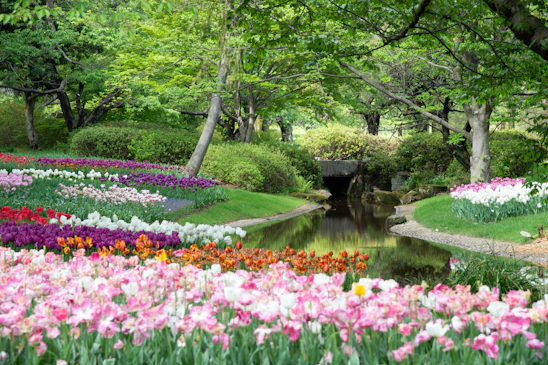 purple flowers near green trees and river during daytime