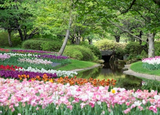 purple flowers near green trees and river during daytime