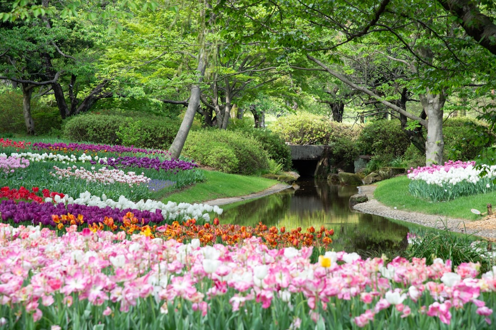 lila Blumen in der Nähe von grünen Bäumen und Fluss während des Tages