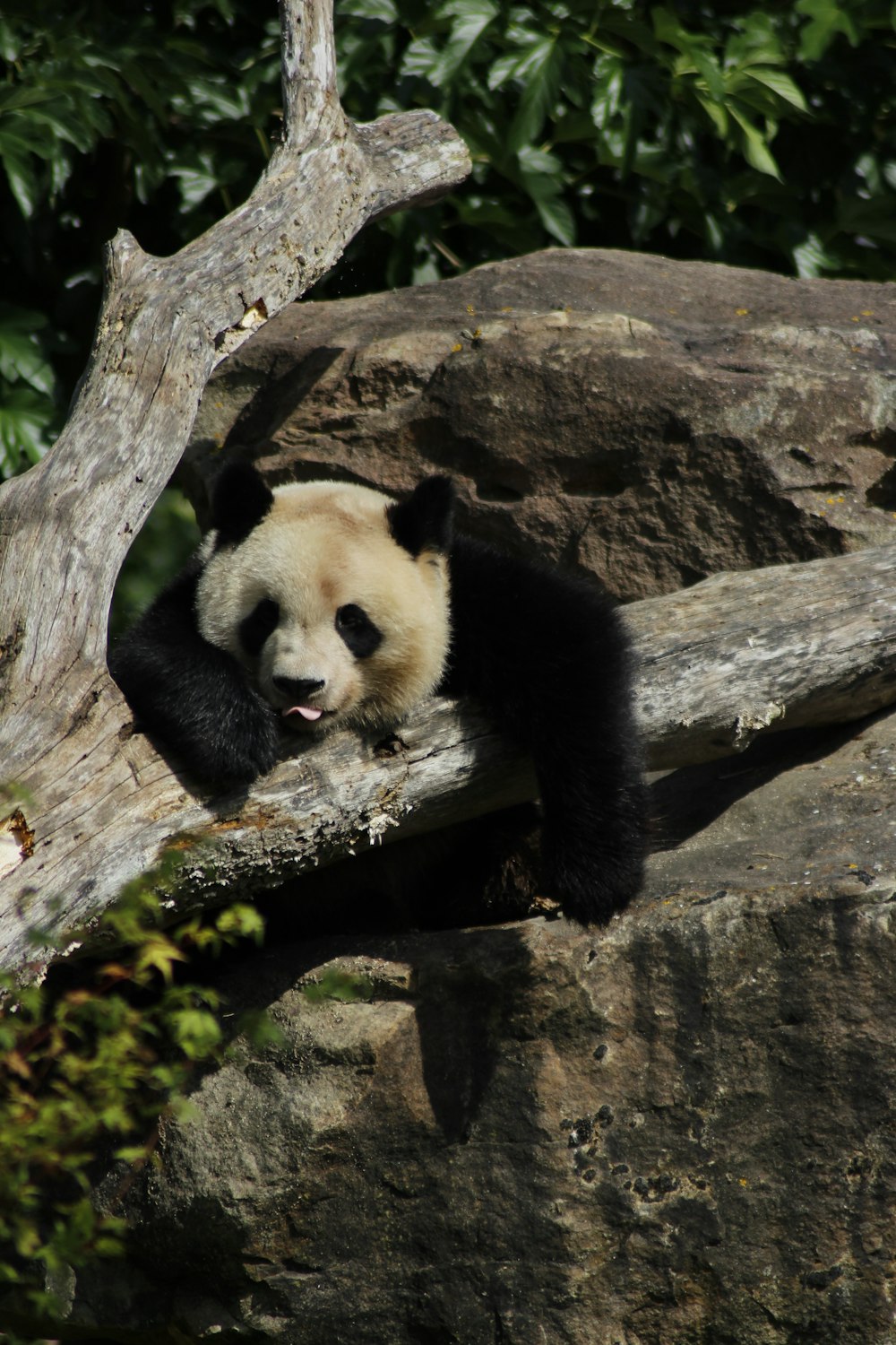 black and white panda on brown tree trunk