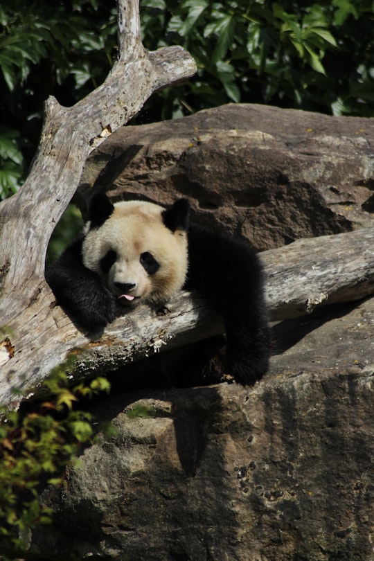 black and white panda on brown tree trunk in Zoo de Beauval France