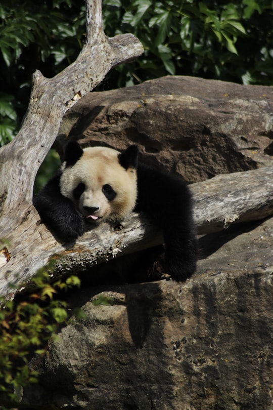 Zoo de Beauval things to do in Saint Aignan